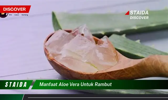 manfaat aloe vera untuk rambut