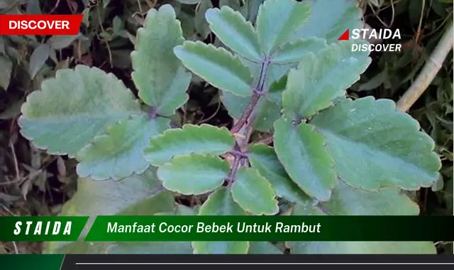 manfaat cocor bebek untuk rambut