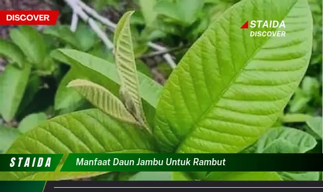 Temukan Manfaat Daun Jambu untuk Rambut yang Jarang Diketahui