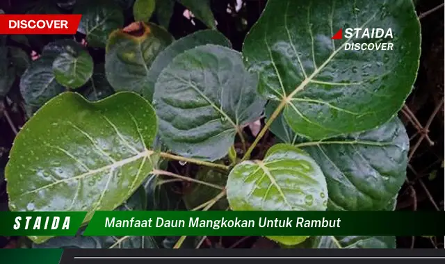 Temukan Manfaat Daun Mangkokan untuk Rambut yang Perlu Anda Ketahui