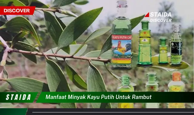 Temukan 7 Manfaat Minyak Kayu Putih untuk Rambut yang Jarang Diketahui