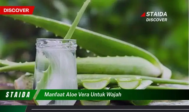 Menyingkap Manfaat Aloe Vera untuk Wajah yang Jarang Diketahui