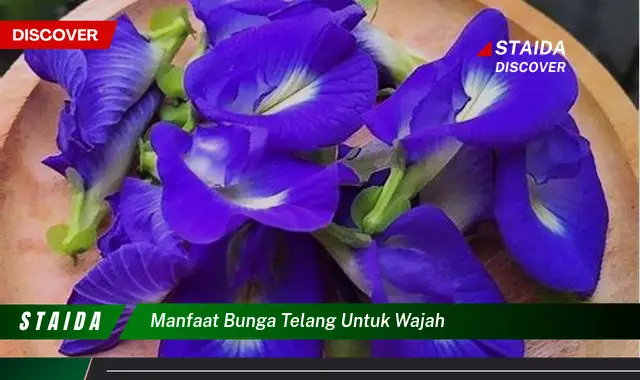 7 Manfaat Bunga Telang untuk Wajah yang Jarang Diketahui