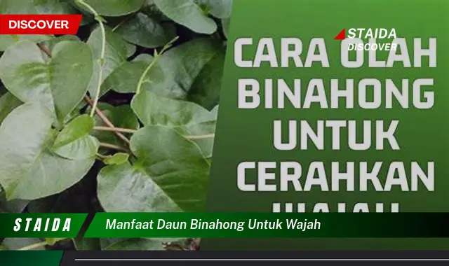 Temukan 7 Manfaat Daun Binahong untuk Wajah yang Jarang Diketahui