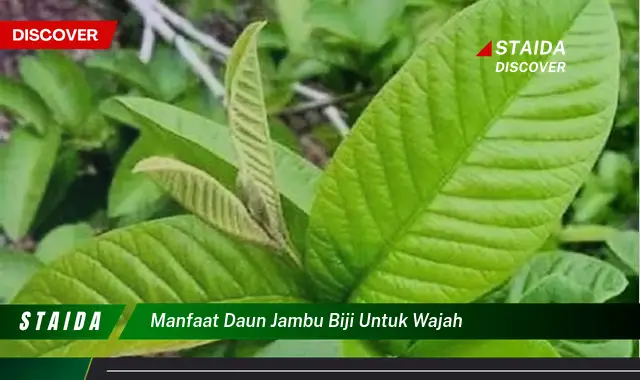 Temukan 7 Khasiat Daun Jambu Biji untuk Wajah yang Jarang Diketahui