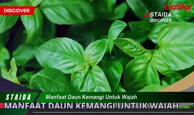 Temukan 7 Manfaat Daun Kemangi untuk Wajah yang Jarang Diketahui