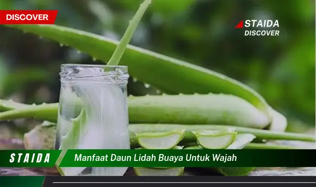 Temukan Manfaat Daun Lidah Buaya untuk Wajah yang Jarang Diketahui