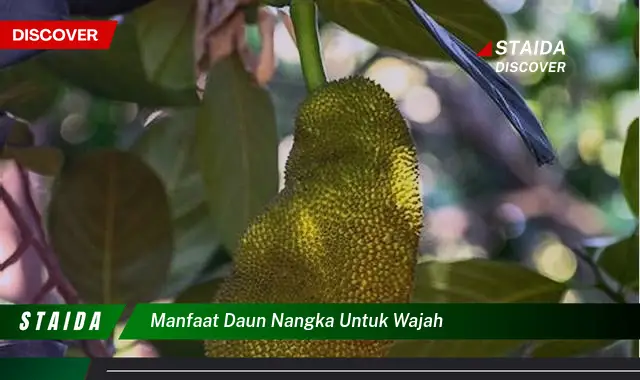 7 Manfaat Daun Nangka untuk Wajah yang Jarang Diketahui