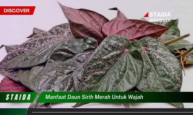 manfaat daun sirih merah untuk wajah