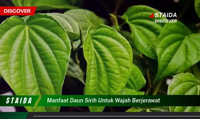 Temukan 7 Manfaat Daun Sirih untuk Wajah Berjerawat yang Jarang Diketahui