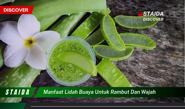 Temukan Rahasia Manfaat Lidah Buaya untuk Wajah yang Jarang Diketahui