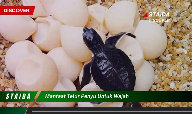 Temukan 7 Manfaat Telur Penyu untuk Wajah yang Jarang Diketahui