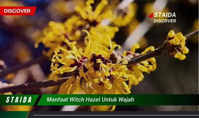 Temukan Manfaat Witch Hazel untuk Wajah yang Wajib Anda Tahu!