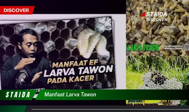 Temukan Manfaat Larva Tawon yang Jarang Diketahui