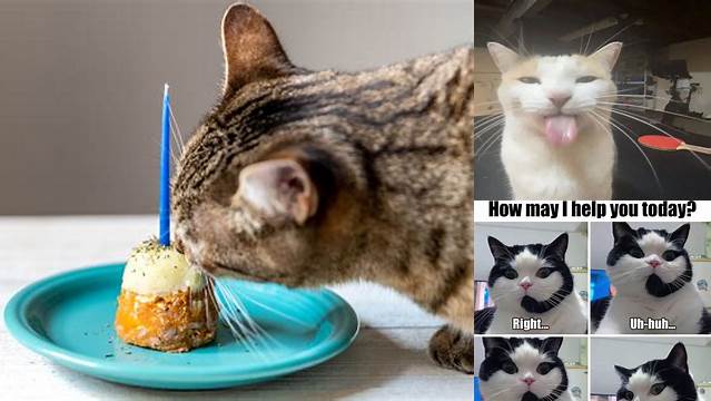 “When they sing happy birthday to you at the restaurant” - | Cat