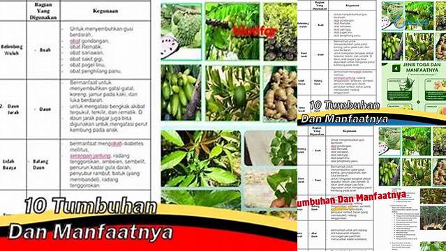 Temukan 10 Khasiat Tumbuhan yang Jarang Diketahui