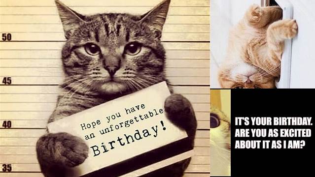 101 Funny Cat Birthday Memes for the Feline Lovers in Your Life