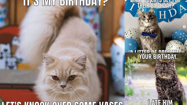 101 Funny Cat Birthday Memes for the Feline Lovers in Your Life | Cat