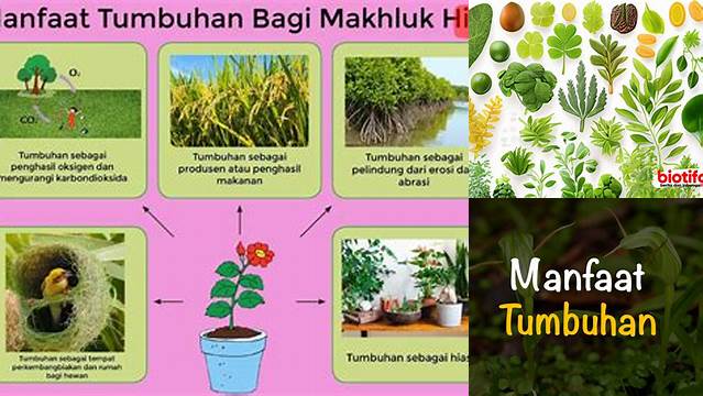 Temukan 3 Manfaat Tumbuhan untuk Manusia yang Jarang Diketahui