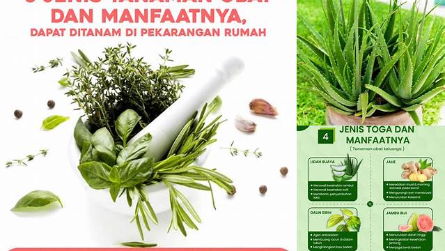 30 Manfaat Tanaman Obat yang Jarang Diketahui, Bikin Penasaran!