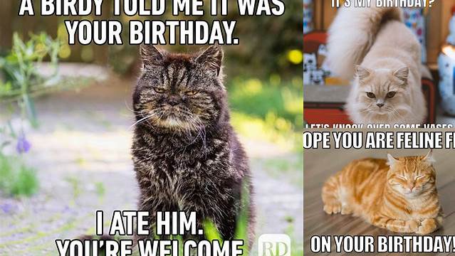 31 Funniest Cat Birthday Meme - Birthday Meme