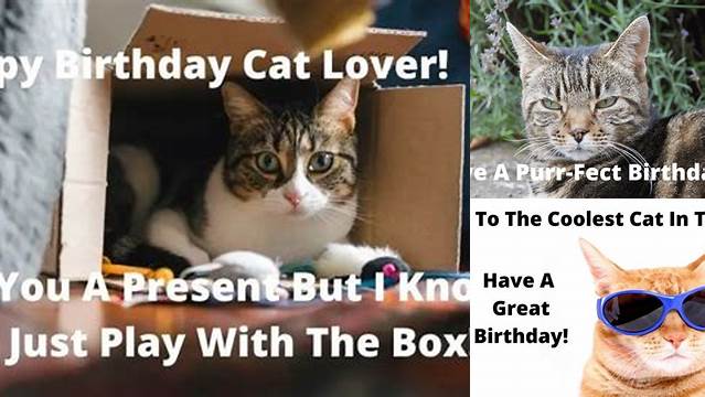 32 Birthday Wishes For Cat Lovers - Tuxedo Cat