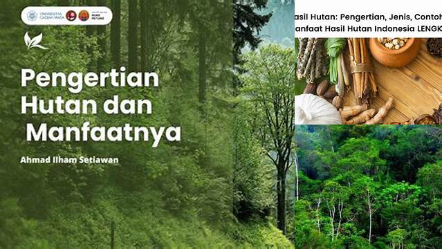 5 Manfaat Hasil Hutan yang Jarang Diketahui, Wajib Kamu Tahu!