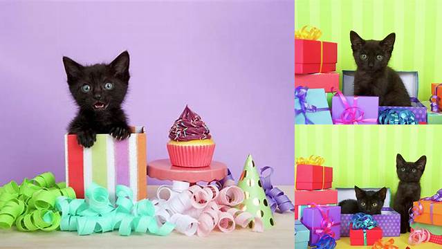 Black Kitten Happy Birthday Photograph by Sheila Fitzgerald - Fine Art