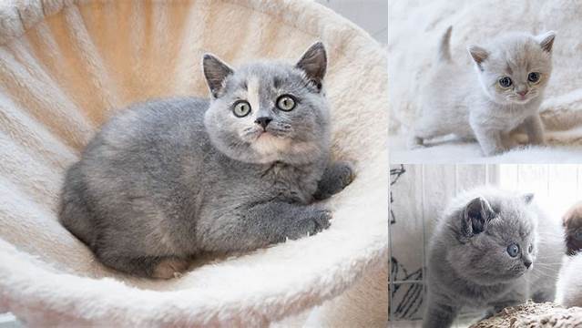British Shorthair Kittens - LunaRose British Shorthairs