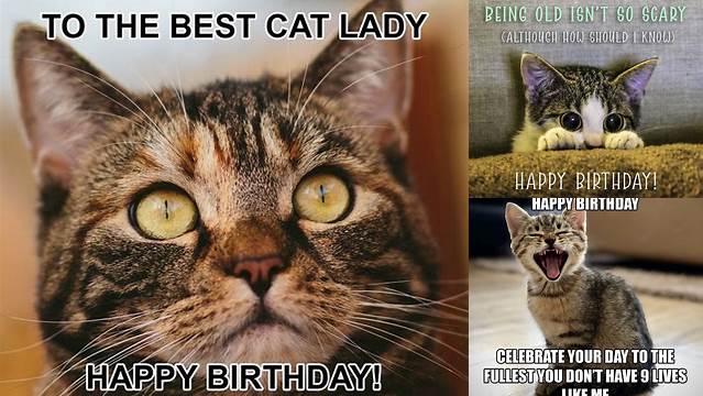 Cat Birthday Memes, Funny Happy Birthday Pictures, Birthday Wishes