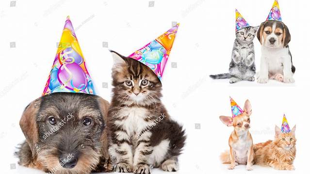 Cat and Dog in Birthday Hats Looking at Camera Together. Isolated on