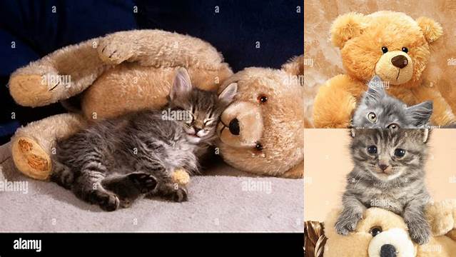 Cat teddy bear, Teddy bear pictures, Cats