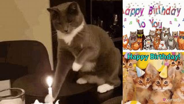 Cats Singing Happy Birthday Gif - Cat Meme Stock Pictures and Photos