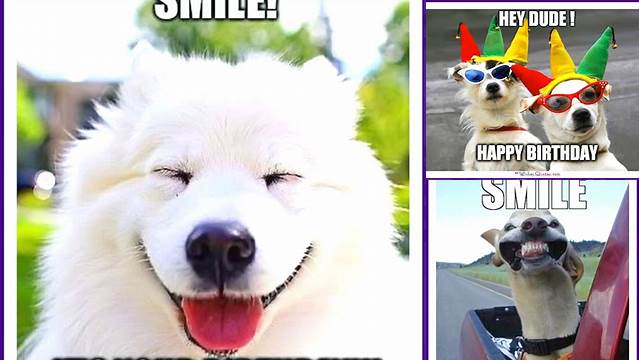 Happy Birthday Memes with Funny Cats, Dogs and Cute Animals
