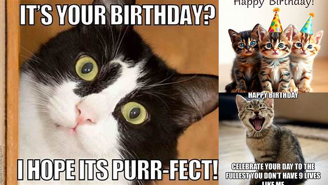 Happy Birthday With Cats Images - Cat Meme Stock Pictures and Photos