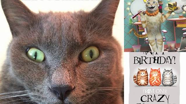 Happy Birthday you crazy cat - Imgflip