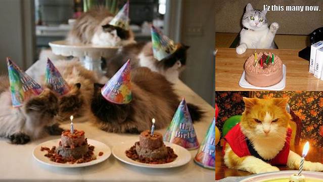 How Cats Celebrate Their Birthdays! (27 pics) - Izismile.com