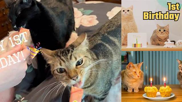 Kittens 1st Birthday - YouTube