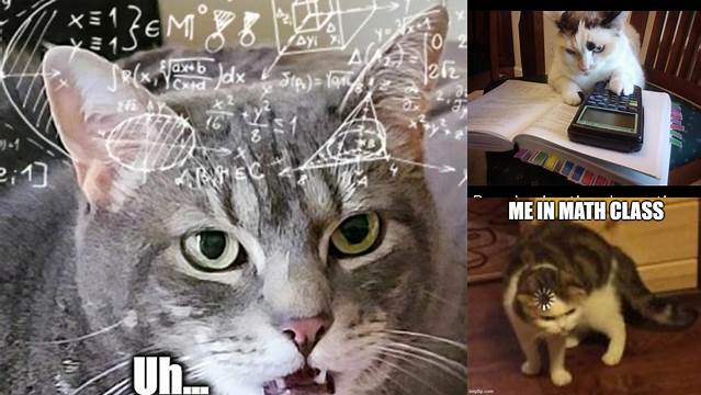 Math cat - Imgflip