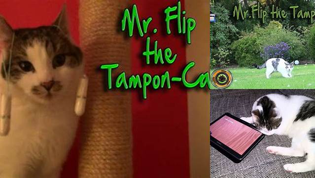 My cat birthday Mr. Flip the Cat - YouTube