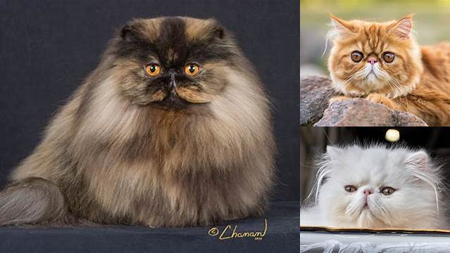 Persian Cats can be costly for you.They are beautiful and breeders