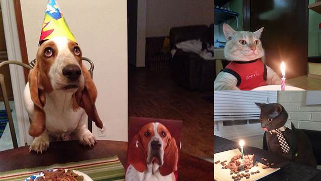 Pets Celebrating Their Birthdays
