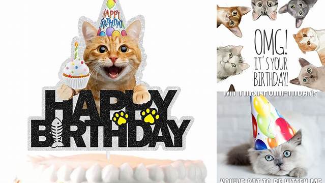 Pin by Lucia Behmer on Happy birthday pictures | Crazy cats, Cats, Cat