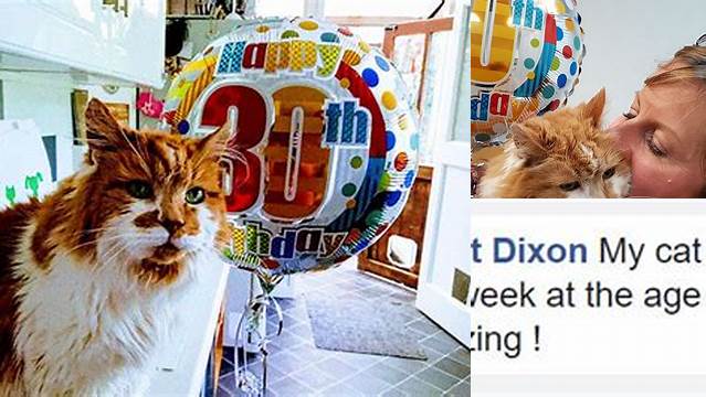 Touching Pictures Of Cat Celebrating His 30th Birthday