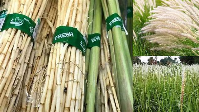 temukan manfaat alang-alang yang jarang diketahui