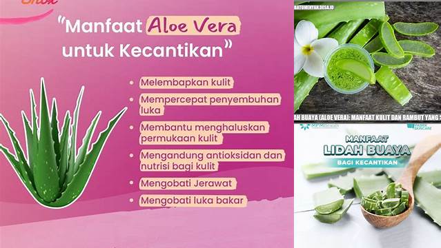 Manfaat Aloe Vera Jarang Diketahui yang Harus Anda Tahu!