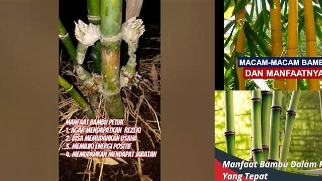 9 Manfaat Langka Bambu Petuk yang Wajib Anda Ketahui