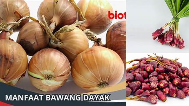 Manfaat Bawang Dayak yang Jarang Diketahui, Wajib Tahu!