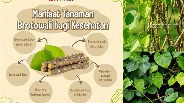 Temukan 5 Manfaat Brotowali Yang Tak Terduga