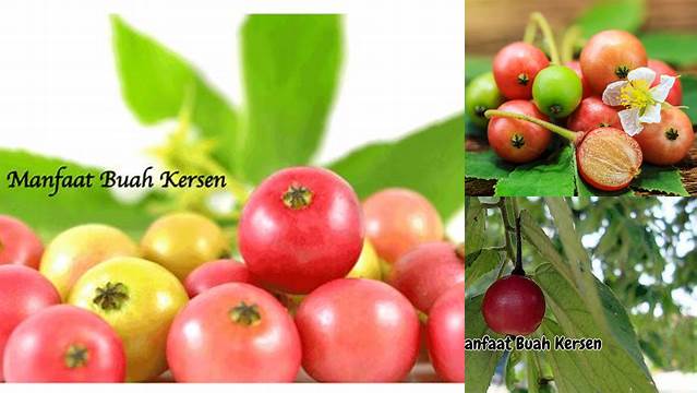 Temukan 9 Manfaat Buah Kersen yang Jarang Diketahui